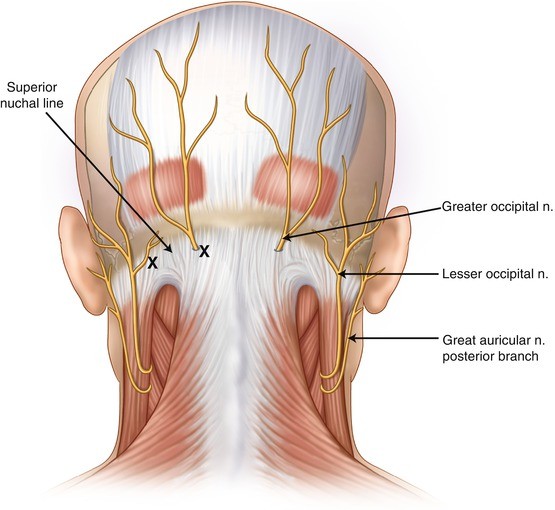 Mandíbula - Vista Posterior  Anatomy, Head and neck, Occipital