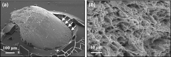 figure 33