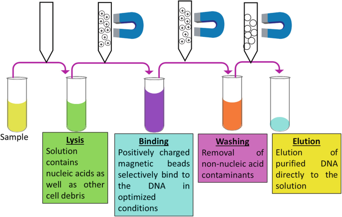 Isolation of DNA by Using Magnetic Bead-Based Extraction System |  SpringerLink