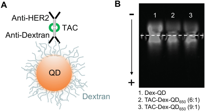 Dextran-Functionalized Quantum Dot Immunoconjugates for Cellular Imaging |  SpringerLink