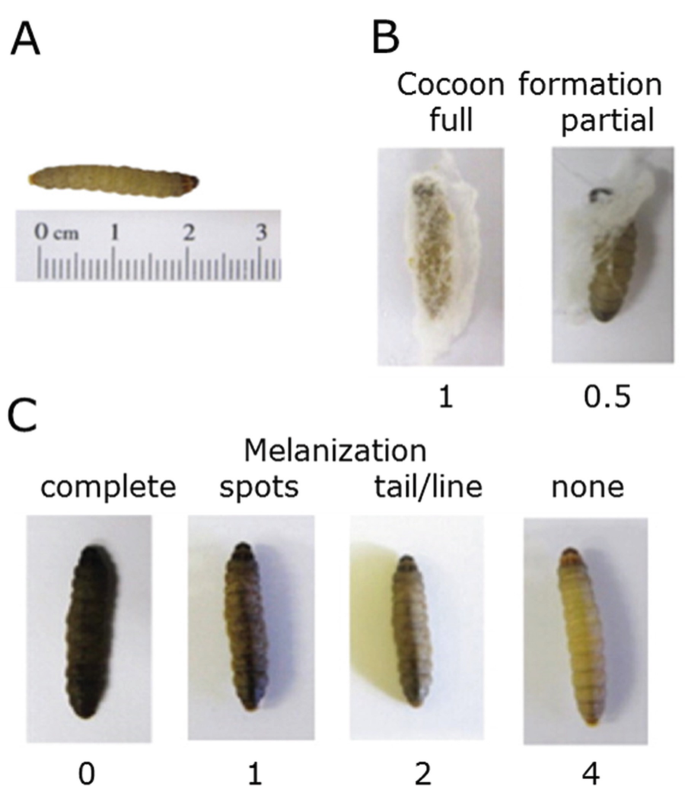 The Use of Galleria mellonella (Wax Moth) as an Infection Model for Group A  Streptococcus
