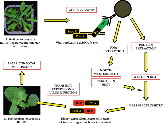 Double Stranded Rna Pull Down To Characterize Viral Replication Complexes In Plants Springerlink
