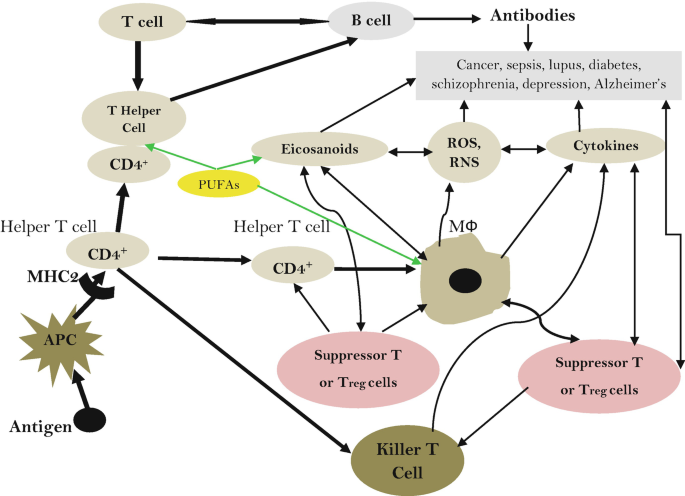 Immune System, Inflammation, and Essential Fatty Acids and Their  Metabolites in Cancer | SpringerLink