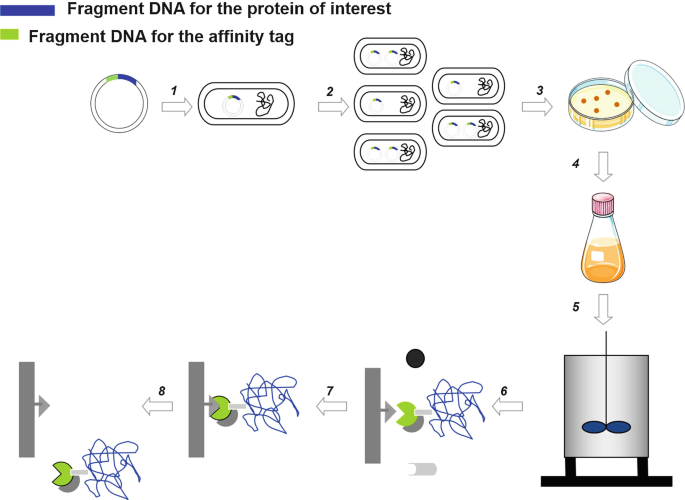 Affinity Tags in Protein Purification and Peptide Enrichment: An Overview |  SpringerLink