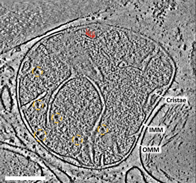In Situ Studies Of Mitochondrial Translation By Cryo Electron Tomography Springerlink