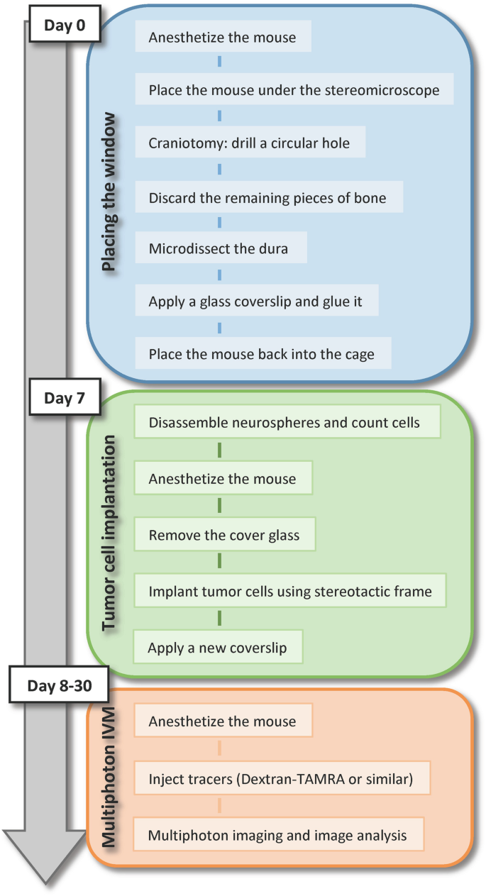 Minimally invasive longitudinal intravital imaging of cellular dynamics in  intact long bone