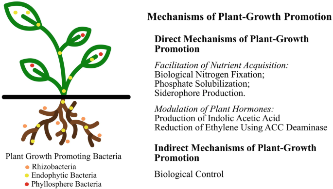 Fast Screening of Bacteria for Plant Growth Promoting Traits | SpringerLink