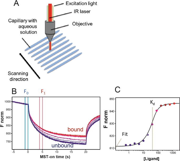 Microscale Thermophoresis (MST)