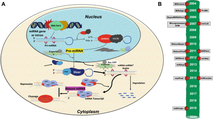 Computational Methods for Predicting Mature microRNAs | SpringerLink