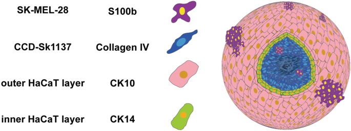 Preparation, Drug Treatment, and Immunohistological Analysis of Tri-Culture  Spheroid 3D Melanoma-Like Models | SpringerLink