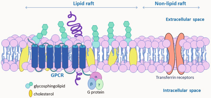 Isolation of Lipid Rafts by the Detergent-Based and Non-detergent-Based  Methods for Localization of GPCRs with Immunoblotting and Laser Scanning  Confocal Microscopy | SpringerLink