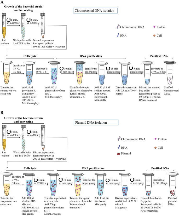 Isolation of Chromosomal and Plasmid DNA from Bifidobacteria | SpringerLink