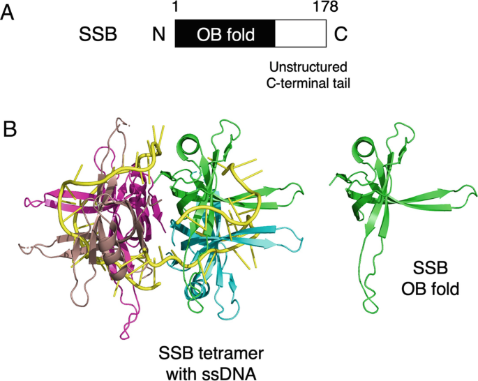 Crystal structure of the Deinococcus radiodurans single-stranded