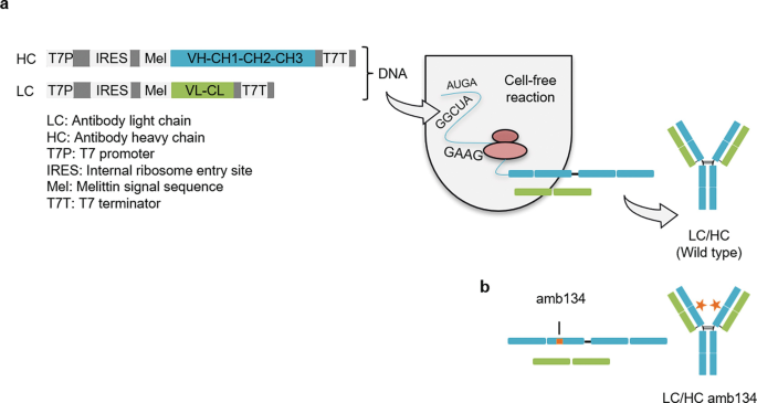 Label the components of the initiation step of protein synthesis