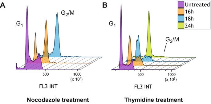 HN1 overexpression after Nocodazole Block (post-G2) using transient