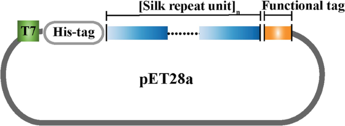 Recombinant Spider Silk Bioinks for Continuous Protein Release by