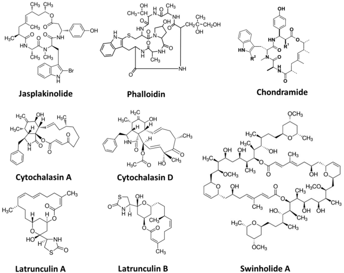 Influencing the Actin Dynamics in Plant Cells by Jasplakinolide,  Chondramides, Phalloidin, Cytochalasins, and Latrunculins | SpringerLink