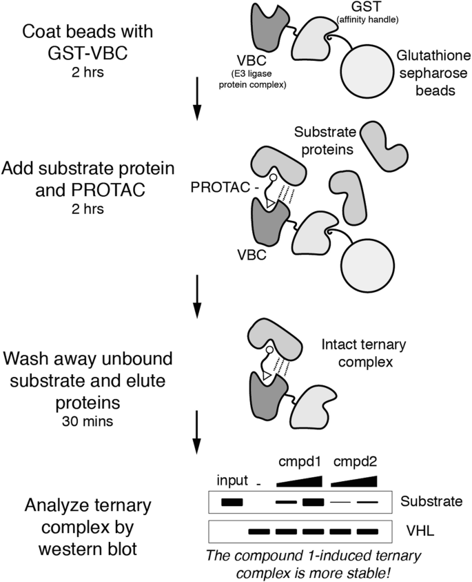 An In Vitro Pull-down Assay of the E3 Ligase:PROTAC:Substrate Ternary  Complex to Identify Effective PROTACs | Springer Nature Link