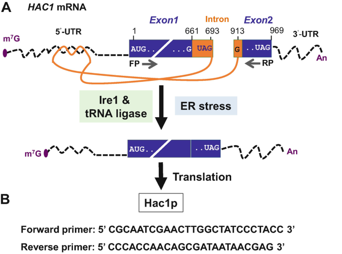 In situ hybridization analysis of mRNAs for Egam1c and the Prl gene