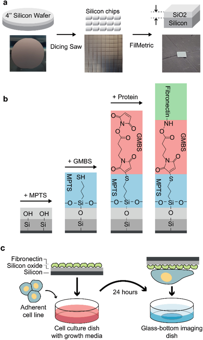 Azimuthal Beam Scanning Microscope Design and Implementation for Axial  Localization with Scanning Angle Interference Microscopy