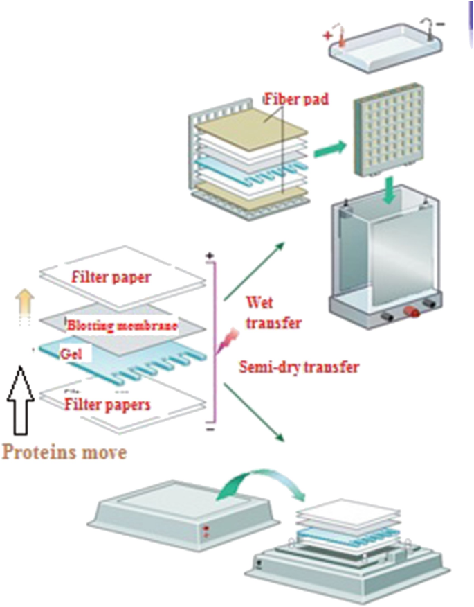 Western Blotting | SpringerLink