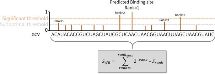 RBPmap: A Tool for Mapping and Predicting the Binding Sites of RNA-Binding  Proteins Considering the Motif Environment | SpringerLink