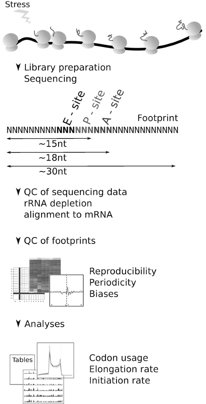 Analysis Of Ribosome Profiling Data Springerlink