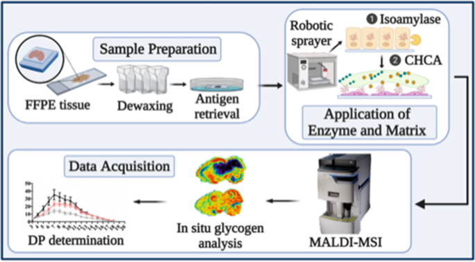 Matrix-Assisted Laser Desorption/Ionization Mass Spectrometry Imaging of  Glycogen In Situ | SpringerLink