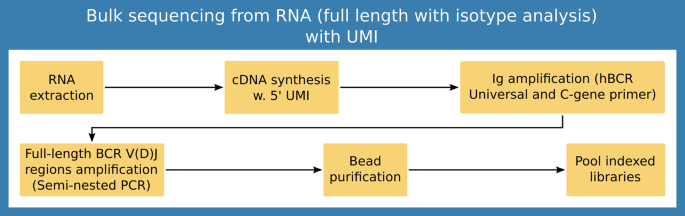 Bulk Sequencing from mRNA with UMI for Evaluation of B-Cell Isotype and  Clonal Evolution: A Method by the AIRR Community | SpringerLink
