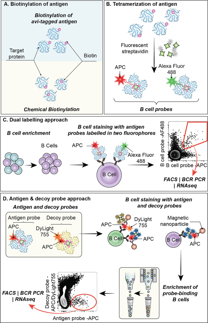 Assessment of Plasmodium falciparum Antigen-Specific B Cells 