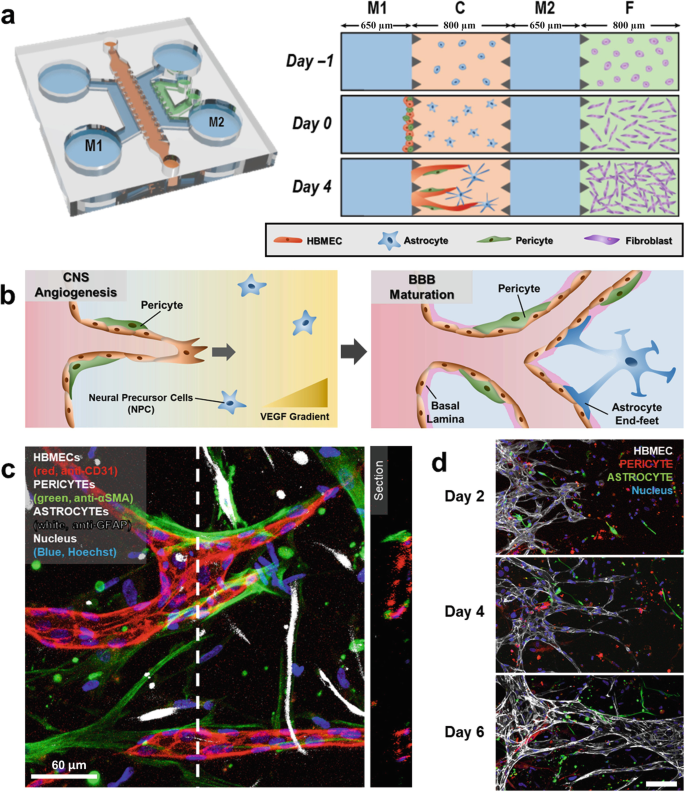 BBB-on-a-Chip: Modeling Functional Human Blood-Brain Barrier by Mimicking  3D Brain Angiogenesis Using Microfluidic Chip | SpringerLink