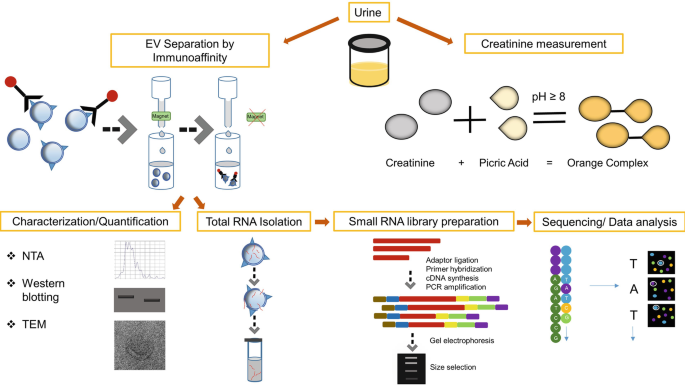 ISEV2018 abstract book - Théry - 2018 - Journal of Extracellular