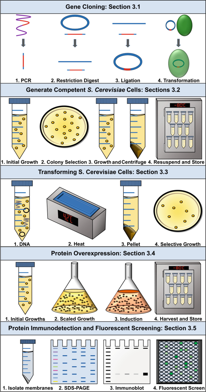 Overproduction of Membrane-Associated, and Integrated, Proteins Using  Saccharomyces cerevisiae | SpringerLink