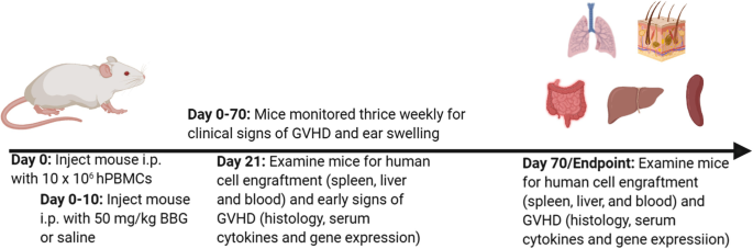 Comparison of mouse models reveals a molecular distinction between