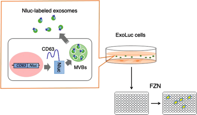 Quantification and Imaging of Exosomes via Luciferase-Fused Exosome Marker  Proteins: ExoLuc System | SpringerLink