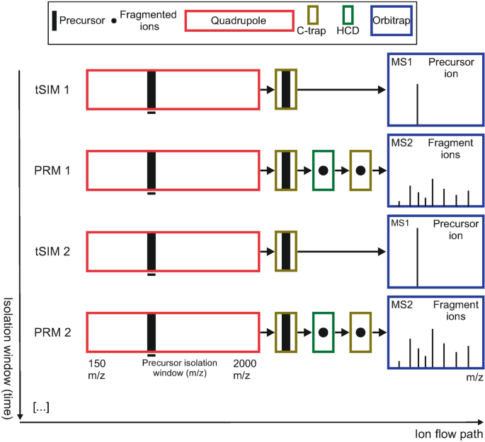 Targeted Mass Spectrometry Analysis of Protein Phosphorylation by Selected Ion  Monitoring Coupled to Parallel Reaction Monitoring (tSIM/PRM) | SpringerLink