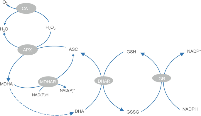 Quantitative Measurement of Ascorbate and Glutathione by Spectrophotometry  | Springer Nature Link