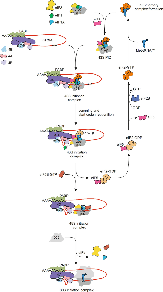 translation elongation