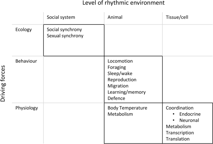 Biological Rhythm Measurements in Rodents