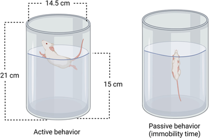 Forced swim test of FSL (%) and FRL (&) rats. The immobility (in