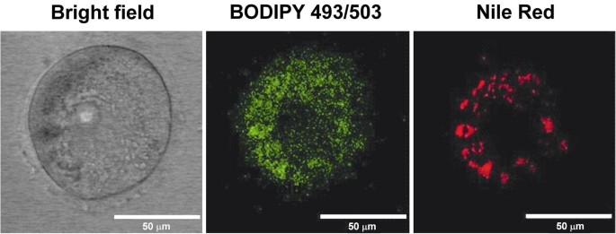 Nile Red and BODIPY Staining of Lipid Droplets in Mouse Oocytes and Embryos  | SpringerLink