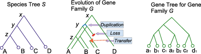 Deciphering Microbial Gene Family Evolution Using Duplication Transfer Loss Reconciliation And Ranger Dtl Springerlink