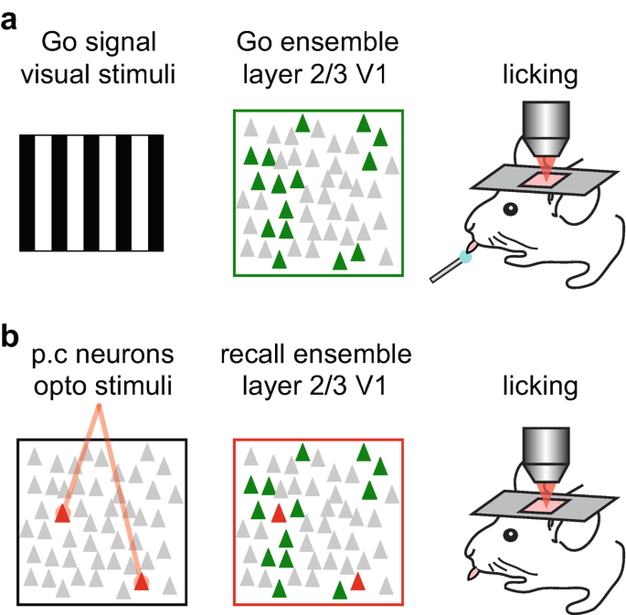 Two illustrations of go ensembles labeled a and b. The components of a are go signal visual stimuli, go ensemble layer 2 over 3 V 1, and licking. The components of b are P C neurons opto stimuli, recall ensemble layer 2 over 3 V 1, and licking.