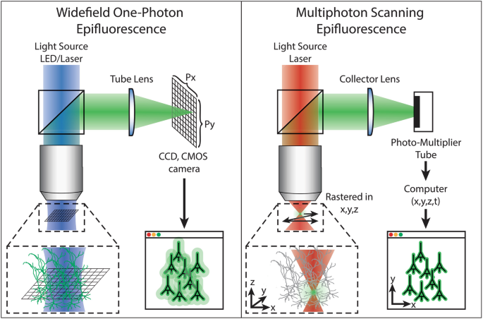 Two diagrams illustrate a beam of laser passing through a mesh and observed through a tube lens and collectors for one photon epifluorescence and multiphoton epifluorescence.
