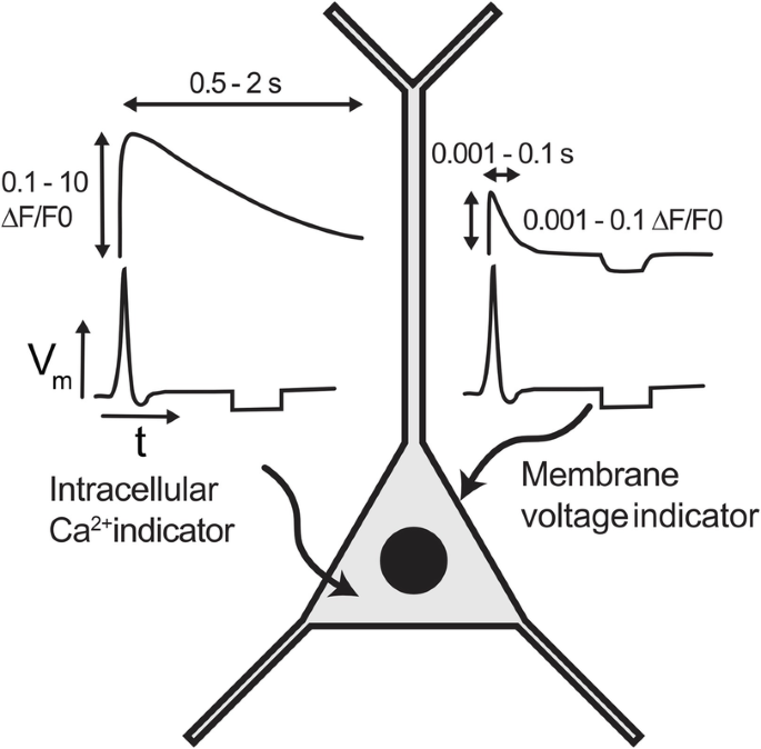 A diagram depicts a triangular structure with a circle at the center, and the nodes are extended. The triangle with labeled parts, membrane voltage indicator, and intracellular indicator.