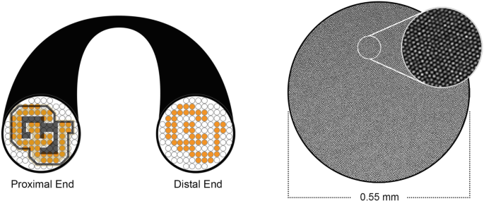 An image illustrates the properties of coherent imaging, fiber bundles, from the left illustration of the proximal image to the distal image.