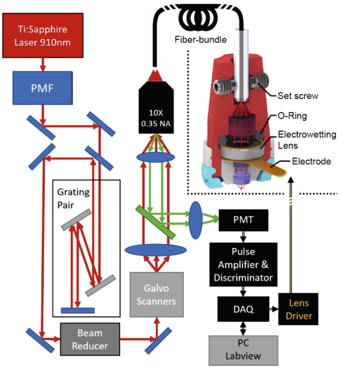 An image illustrates the experimental setup for imaging with the 2 P F C M. It includes a sapphire laser, P M F, fiber bundle, electrowetting lens, and electrode.
