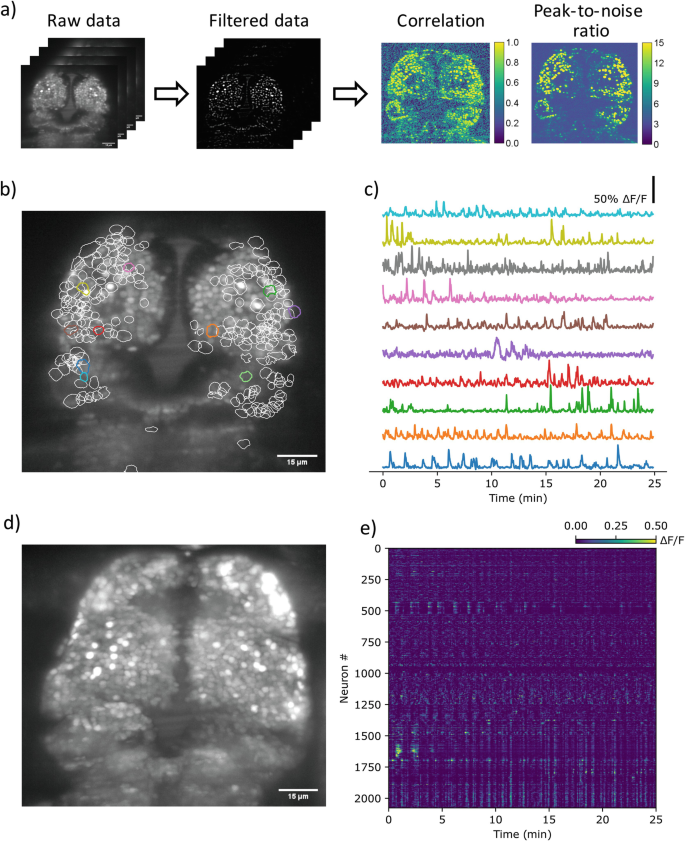 A set of 3 illustrations and 2 graphs. A presents back-to-back slides of raw data, it converts into filtered data, and then to correlation and peak to noise ratio. B presents a microscopic image of the brain of a larval zebrafish. C presents the signals of 10 neurons with respect to time. D displays a microscopic image of the brain of a larval zebrafish. E presents the signals of neurons with respect to time.