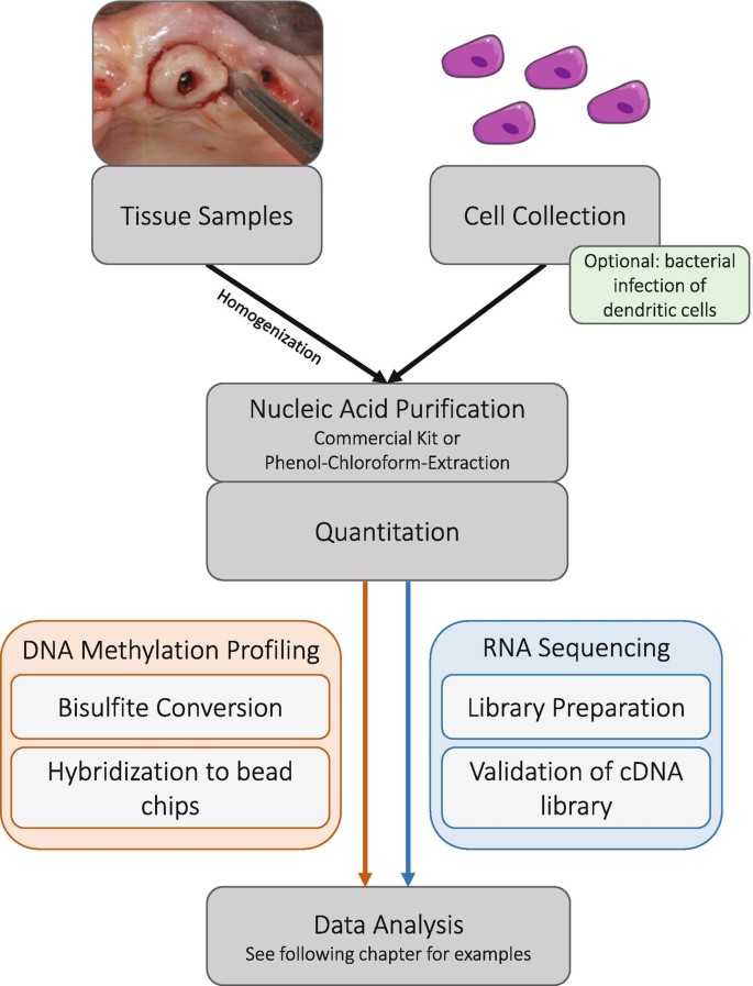 AllPrep DNA/mRNA Nano Kit
