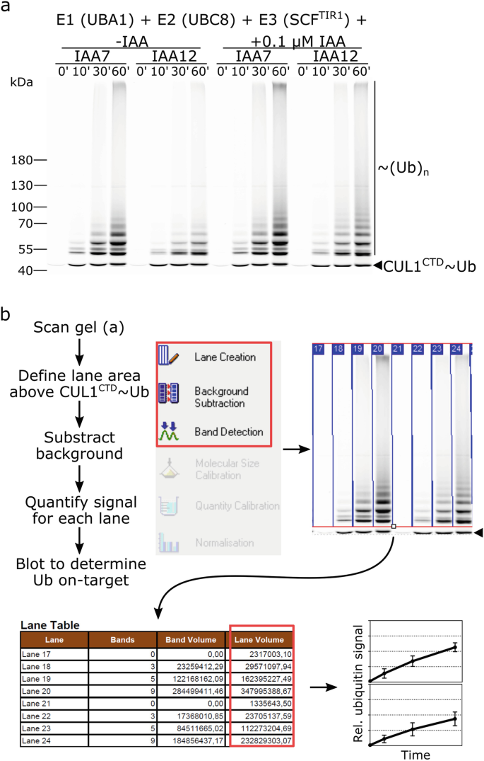 An In vitro Assay to Recapitulate Hormone-Triggered and SCF-Mediated  Protein Ubiquitylation | SpringerLink